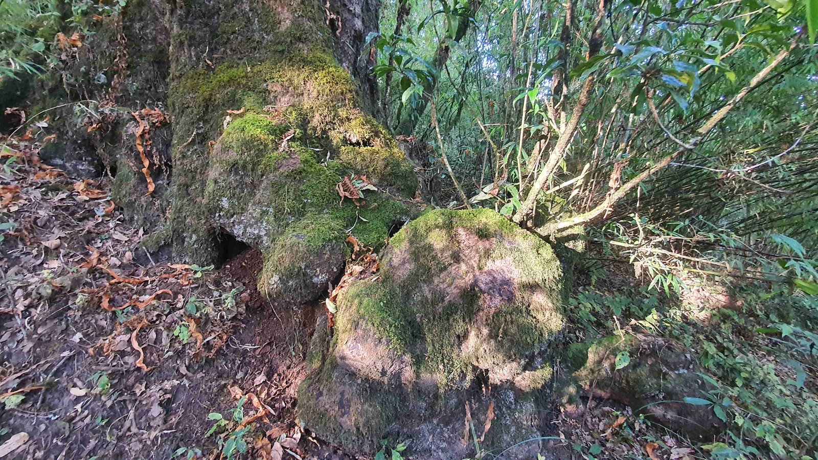 54 shiva puri mountain trees kathmandu nepal 2024.01.08
