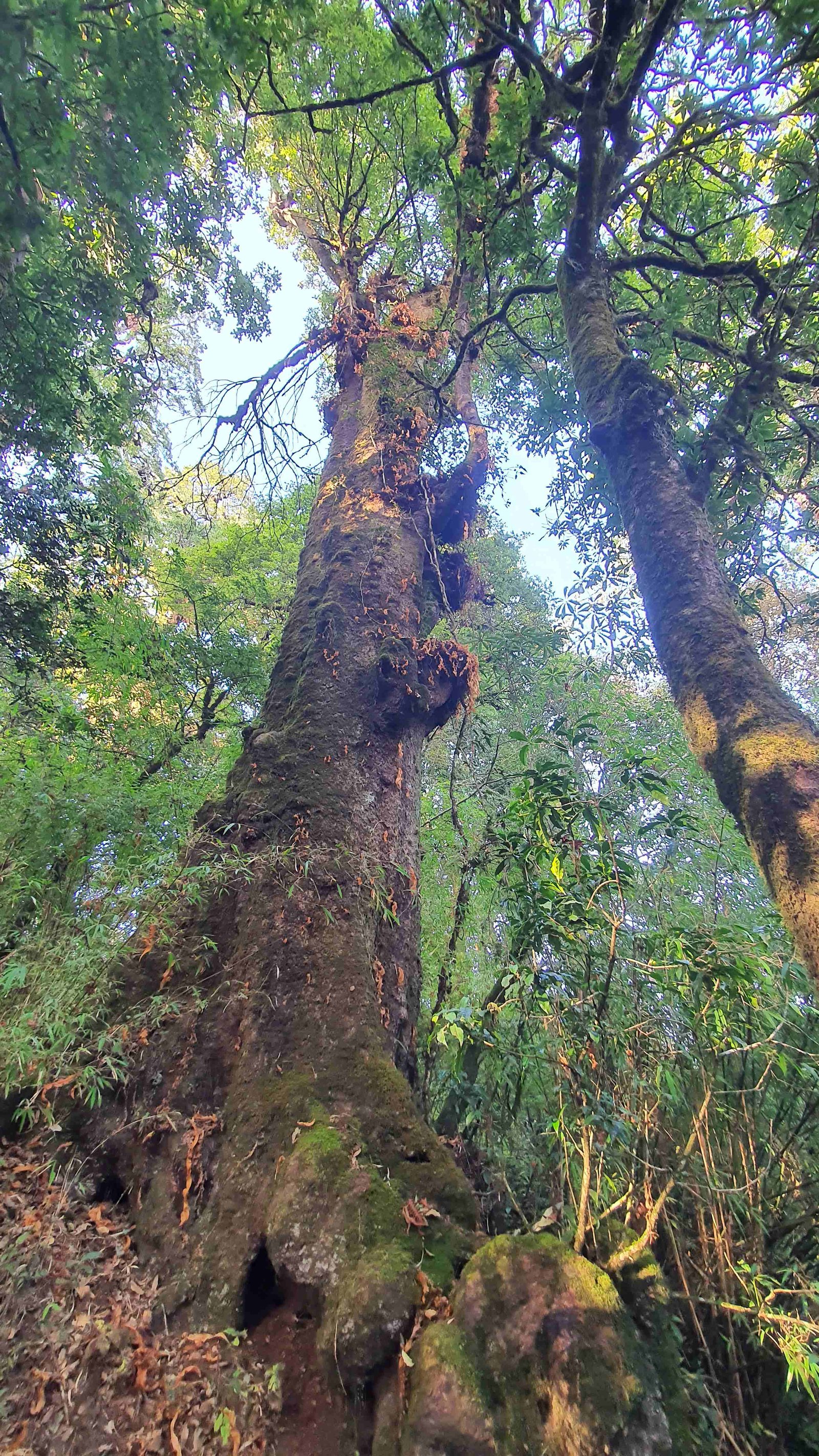 55 shiva puri mountain trees kathmandu nepal 2024.01.08