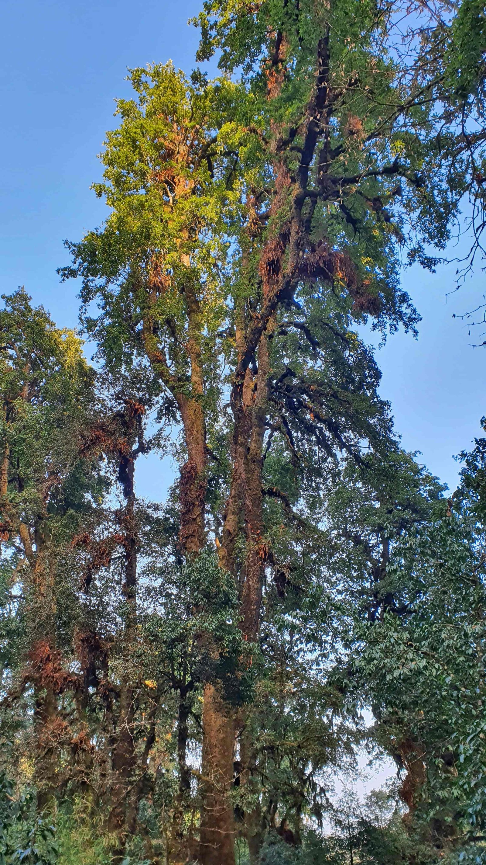 59 shiva puri mountain trees kathmandu nepal 2024.01.08