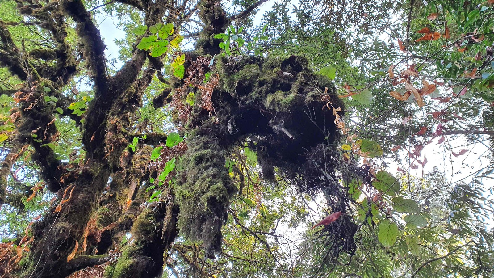 63 shiva puri mountain trees kathmandu nepal 2024.01.08