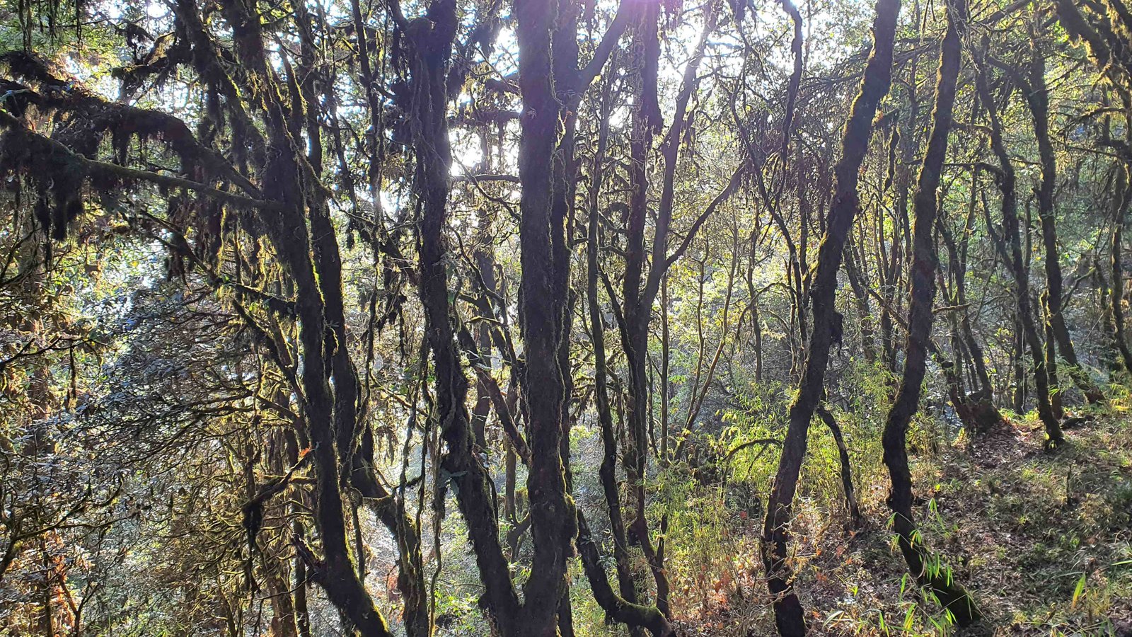 64 shiva puri mountain trees kathmandu nepal 2024.01.08
